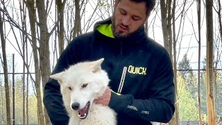 Гибрид Арктической Волчицы и Волэнда!!! Парк Северных Волков в САНКТ-ПЕТЕРБУРГЕ!!!