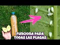 NADIE CONOCE NI HIZO Este Insecticida Casero Para Plantas! Plagas, Bichos, moscas, pulgón, arañas.