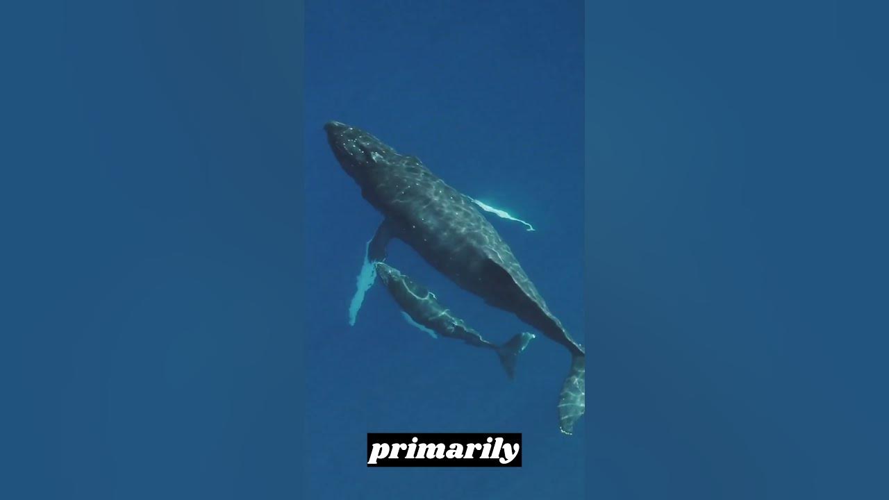 Embark on an Oceanic Adventure with the Breathtaking Blue Whale - YouTube