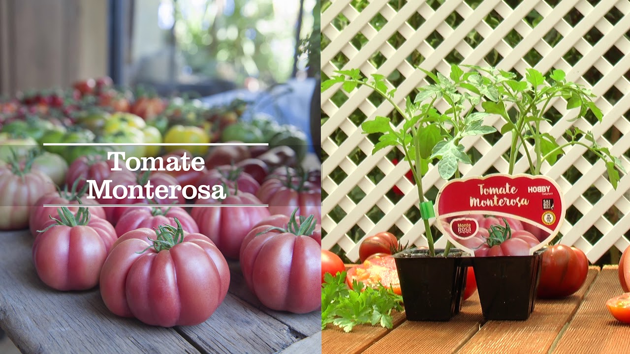 Conoce las variedades de Tomate para Huerta o Huerto Urbano
