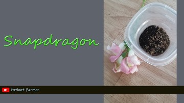 Seed Saving: Snapdragons