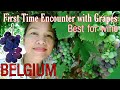 🇵🇭🇧🇪FRUITS IN BELGIUM🍇AMAZING GRAPES SEASON || ABUNDANT SUPPLY OF GRAPES #shorts #fruit