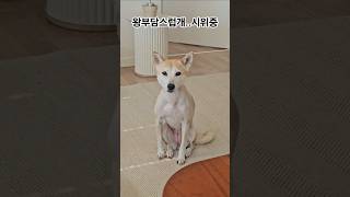 식탐이 늘어난 노랑이 #강아지 #dog