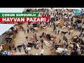 Çorum Sungurlu Hayvan Pazarı