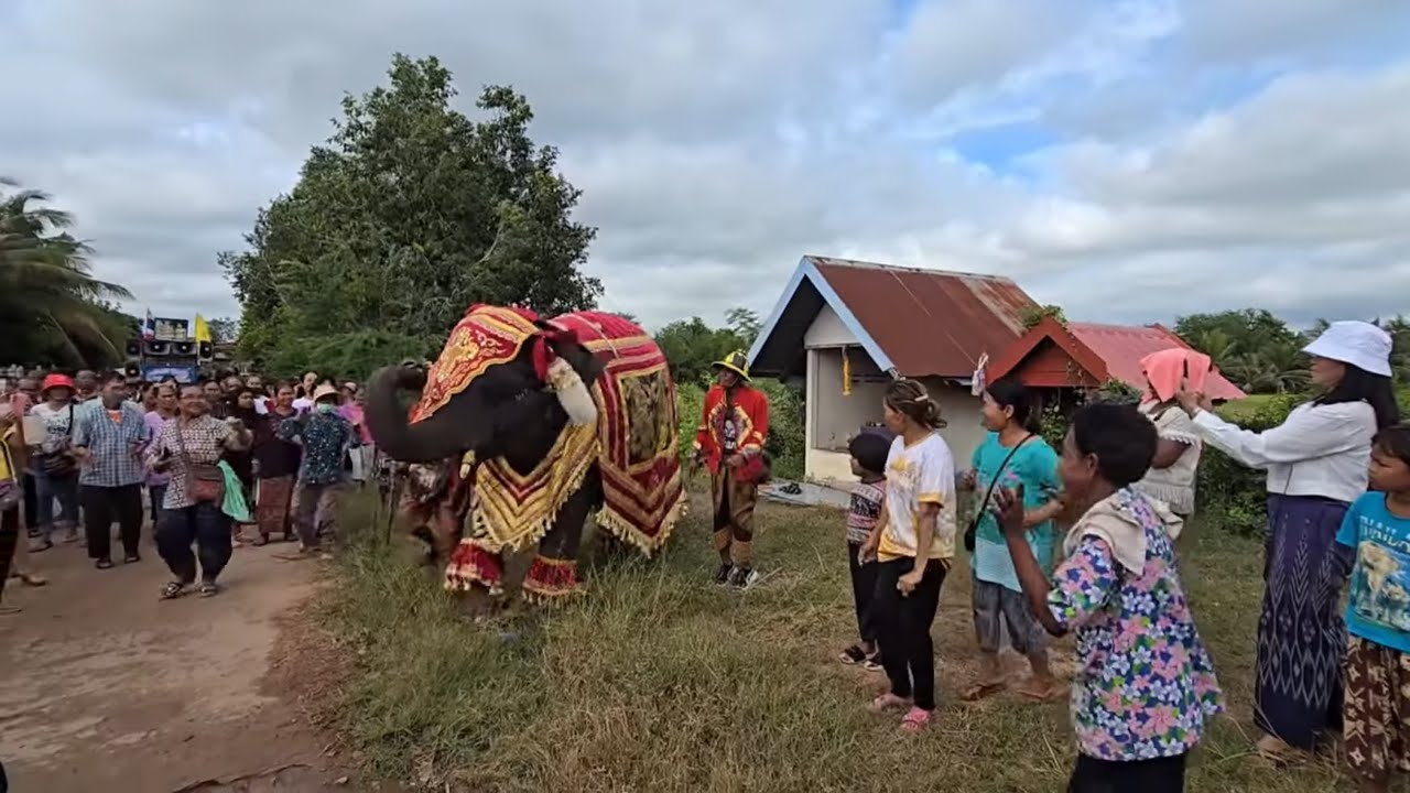 คน ทึ่ง ‼️โห่ น้องดาวมงคล  ทั่งหมู่บ้าน