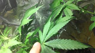 Medical Marijuana Grow, any tips?