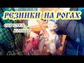 Удаляю костяные наросты у КОЗ//Обезроживание  и стрижка копыт.