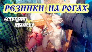 Удаляю костяные наросты у КОЗ//Обезроживание и стрижка копыт. Удаляю костяные наросты у КОЗ//Обезроживание и стрижка копыт.