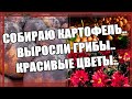 КАРТОФЕЛЬ под гребнем/Собираю урожай/Незваный гость/Опять ГРИБЫ/Хризантема..