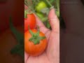 Cho Eh Lote Cholong Pupu Ahoklo Karbianglong Food Karbipi Love Veggies Garden 