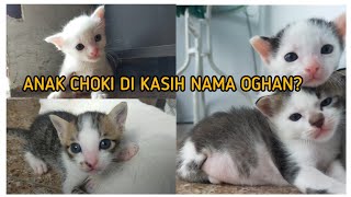 STILL CONFUSED ABOUT NAMES FOR KITTENS || Chlowie The Squad