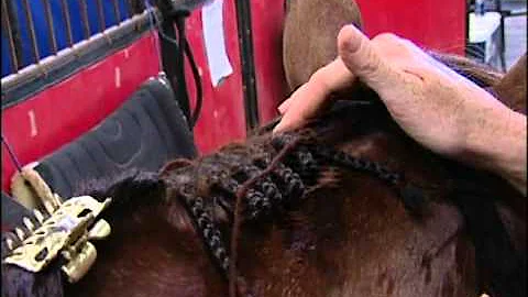 Braiding Manes for Hunt Seat classes with Stacy Huls