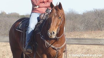 Jack Cee Vintage - walk, smooth jog, lope-offs, stops! - ValleyViewRanch.net