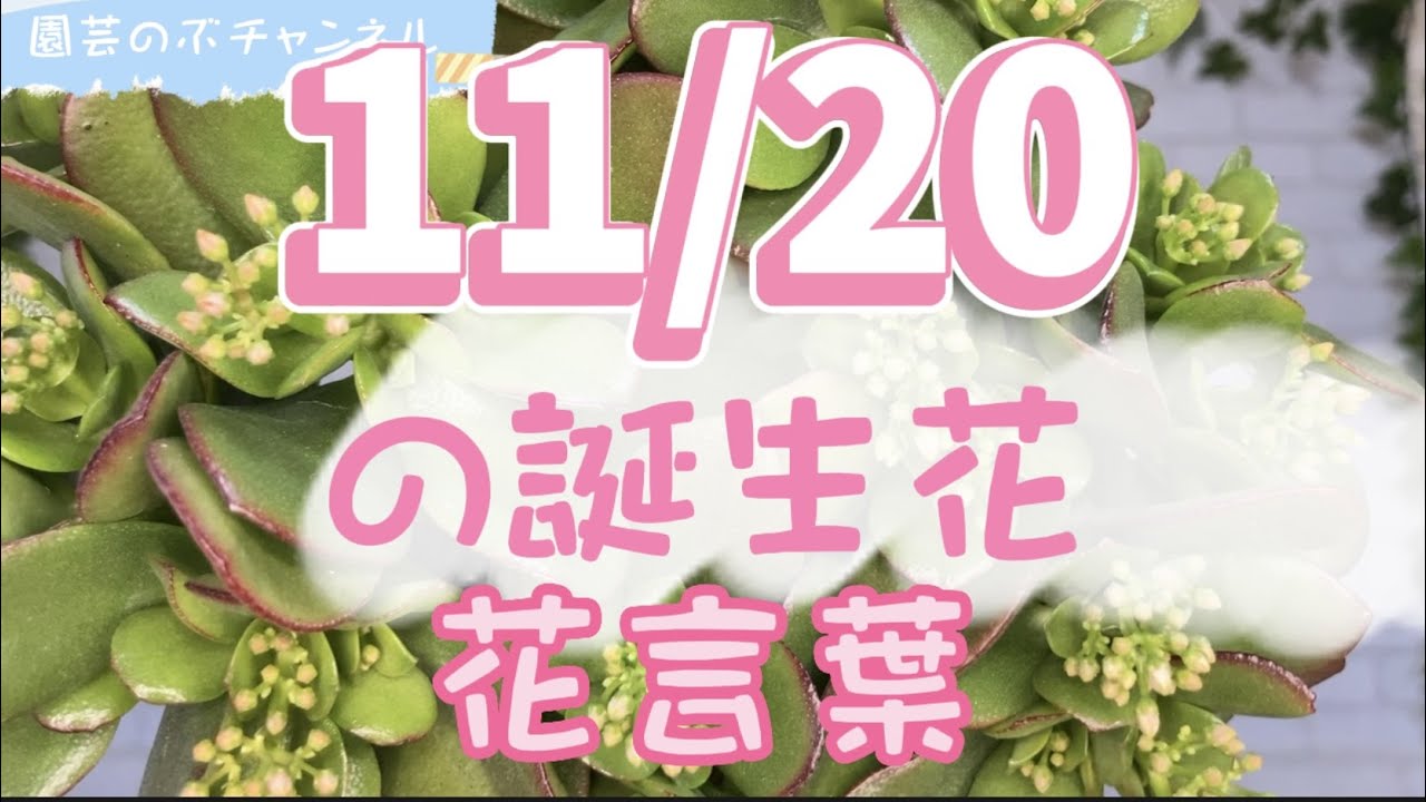11/20の誕生花と花言葉【園芸のぶチャンネル】【11月】【20日