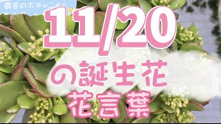11/20の誕生花と花言葉【園芸のぶチャンネル】【11月】【20日