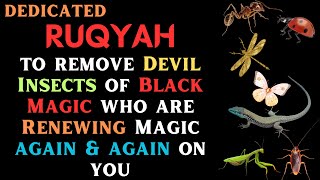Dedicated Ruqyah to remove Devil Insects of Black Magic who are Renewing Magic again & again on you