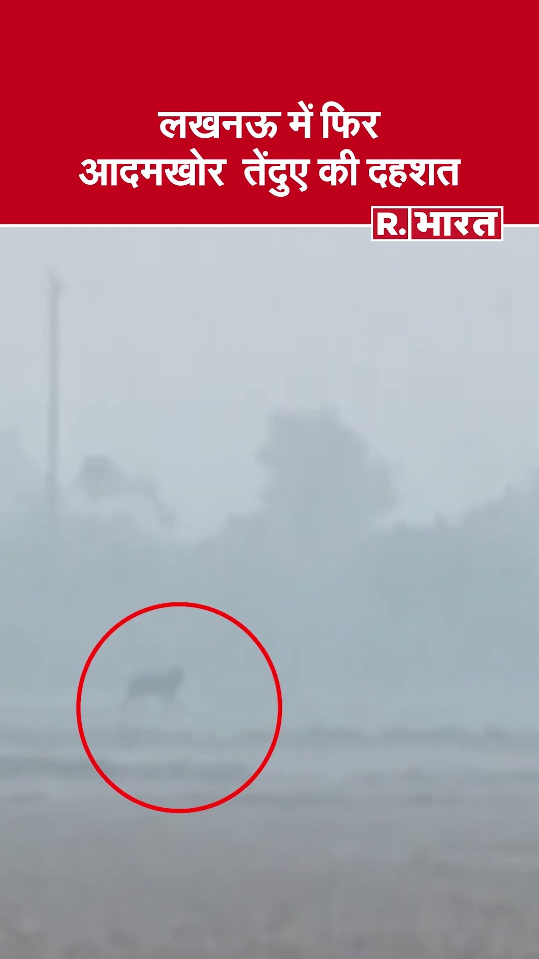 Lucknow में आदमखोर तेंदुए का आतंक, खेतों में फिर चलते-फिरते दिखा | Tendua Lucknow News