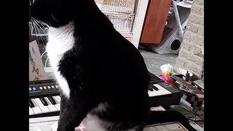 My cat loves the sound of Microkorg and Cashiotone