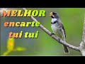 🔴 MELHOR CANTO TUI TUI PARA ENCARTE DE COLEIRO🔴🔴ÁUDIO COM FÊMEA - TURBINE SEU COLEIRO 🔴