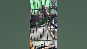 Cucak Ranting Trotol mantap.. jinak gacor Dor...!!! #viral #video #cucakrantinggacor #shorts