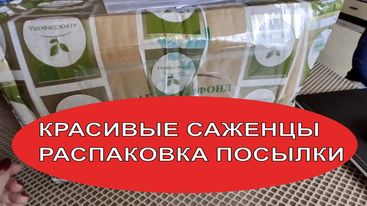 сортовые тюльпаны оптом нижний новгород на 8 марта