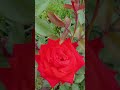 #літо #квіти #троянди #краса #рек #flowers #love #rose #shortvideo #shorts #song #українськамузика