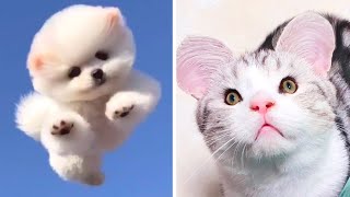 Funniest Dogs And Cats  Best Of The 2022 Funny Animal Videos #13