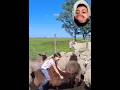 مقاطع مضحكه من القلب للقلب مع لسعه دماغ الحلقه 37