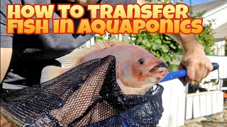 How to PROPERLY transfer fish between aquaponic systems