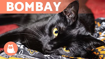 Comment reconnaître un chat Bombay ?