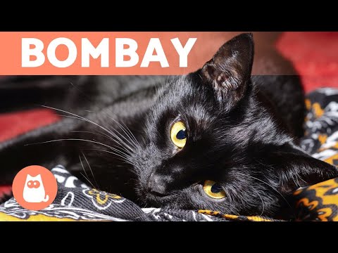 Vidéo: Soins Et Entretien D'un Chat Bombay