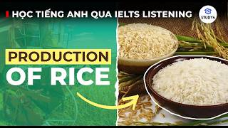 VÌ SAO CẢ THẾ GIỚI SỐNG ĐƯỢC NHỜ… GẠO? 🌾🌏|Học tiếng Anh qua IELTS Listening| Production of Rice