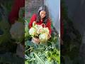 Huge Cauliflower harvest (itni saari gobhi) #gardening #organic #food