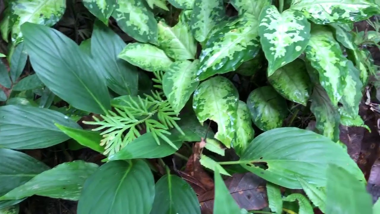 Aglaonema pictum multicolor lv.3.8 from Pulau Nias 【HW0819 Aglaonema pictum multicolor lv.3.8 from Pulau Nias 【HW0819