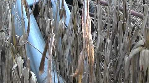 IHartHarvest - The Corn Project - New Idea 1Row P323 Corn Picker in Action