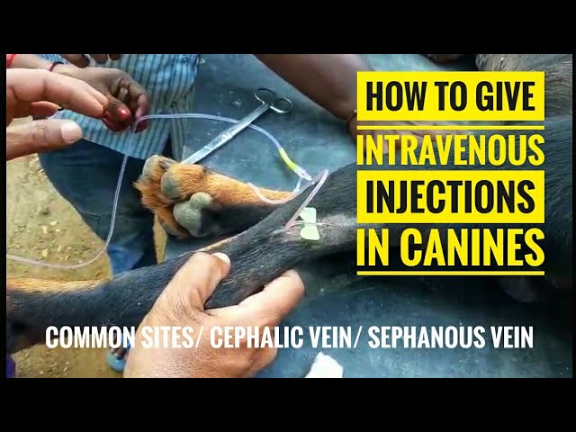 Iv Injection Inn Dogs How To Give Iv Injection To Dog