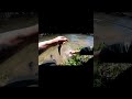 #creekfishing #trout #shorts #shortvideo #Fish