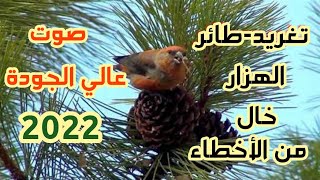 طائر الهزار لتلقين الصغار و تحفيز الذكور