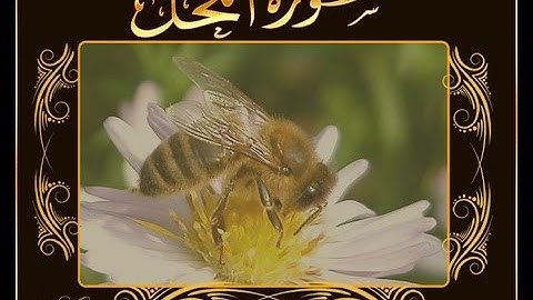 تلاوة خاشعة بصوت القارئ الشيخ أبوبكرمومني صلاة التراويح 10 رمضان 1436 I  سورة النحل 2