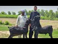 Worlds biggest nachi goats  narejo goat farm  documentary