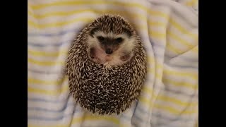 Hedgehog Massage | Unlocking your hedgie!