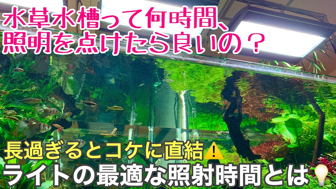 ライトの当てすぎはコケに直結 水草水槽の最適な照明時間とは 初心者のための水槽立ち上げ時のコケ対策 アクアリウムノウハウ Lighting Guide For Planted Aquarium Youtube