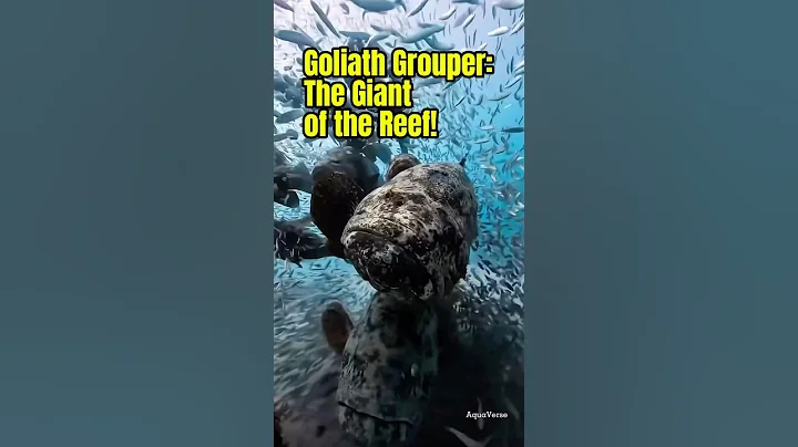 Goliath Grouper: The Giant of the Reef! AquaVerse #goliathgrouper #shorts