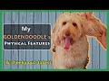 GOLDENDOODLE | What My Dog Looks Like (&amp; cheeky out-takes)