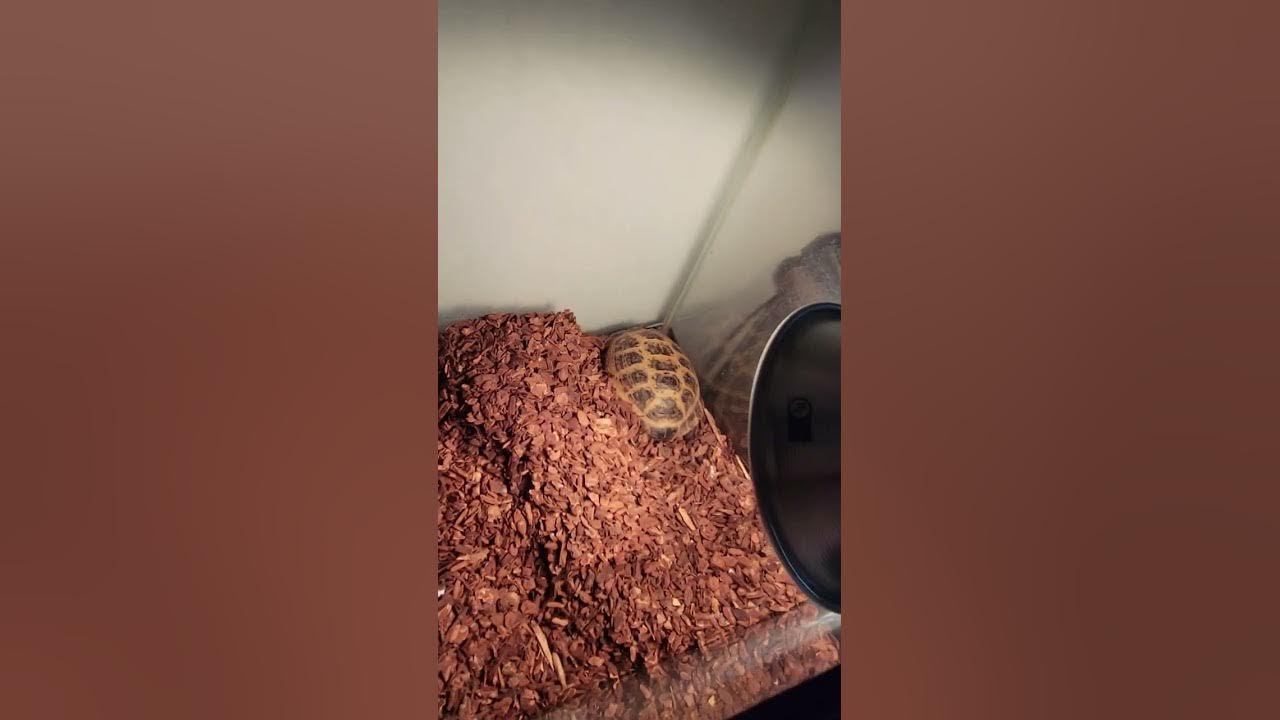 Russian tortoise 🐢 has worms and is gonna be getting treatment will