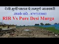 देसी मुर्गी पालन पे सम्पूर्ण जानकारी || Total Information about Desi Murgi palan || 8797333083......