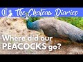 What HAPPENED to our PEACOCKS?! | Exciting news✨