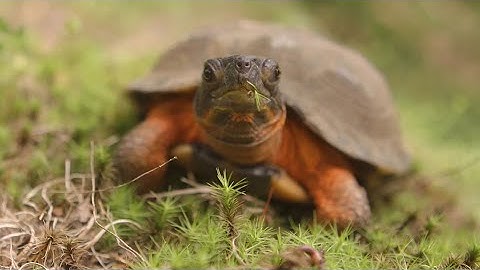 Nature-Based Solutions: What is a Carbon Sink?