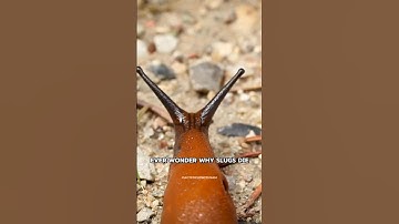 Why do slugs die when you add salt?