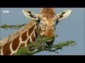 Uncovering How Nature Really Works | Compilation | BBC Earth